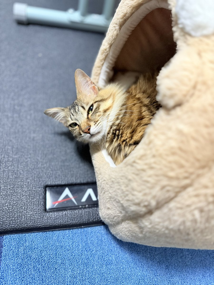 こぼれ落ちてる眠そうな猫

#今日のにゃとぴ  
#猫のいる暮らし𓏲𓎨 #cat 
#ねこかわいいね