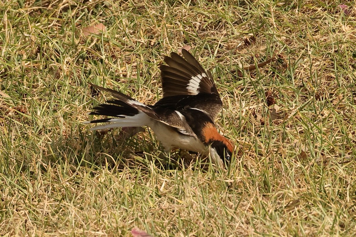 Woodchat Shrike in Portugal.