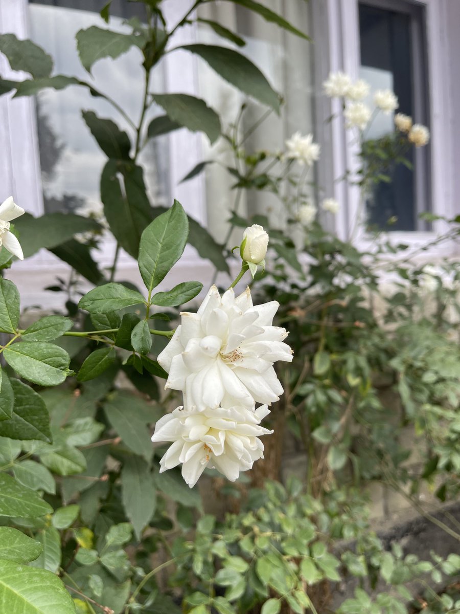 Good morning friends..