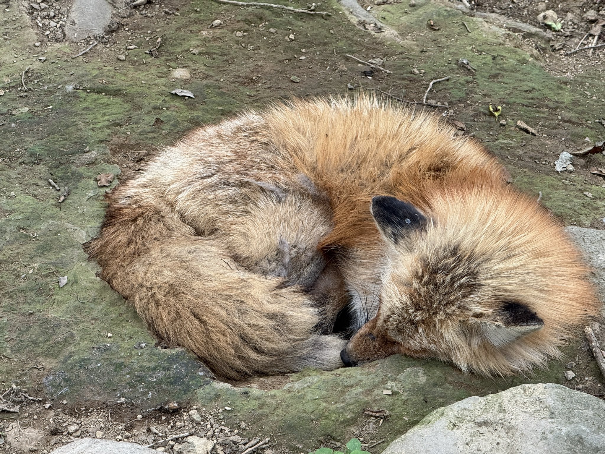 ちょコンとキツネくるんとおねむLMC きなこ/Chokon to Kitsune
