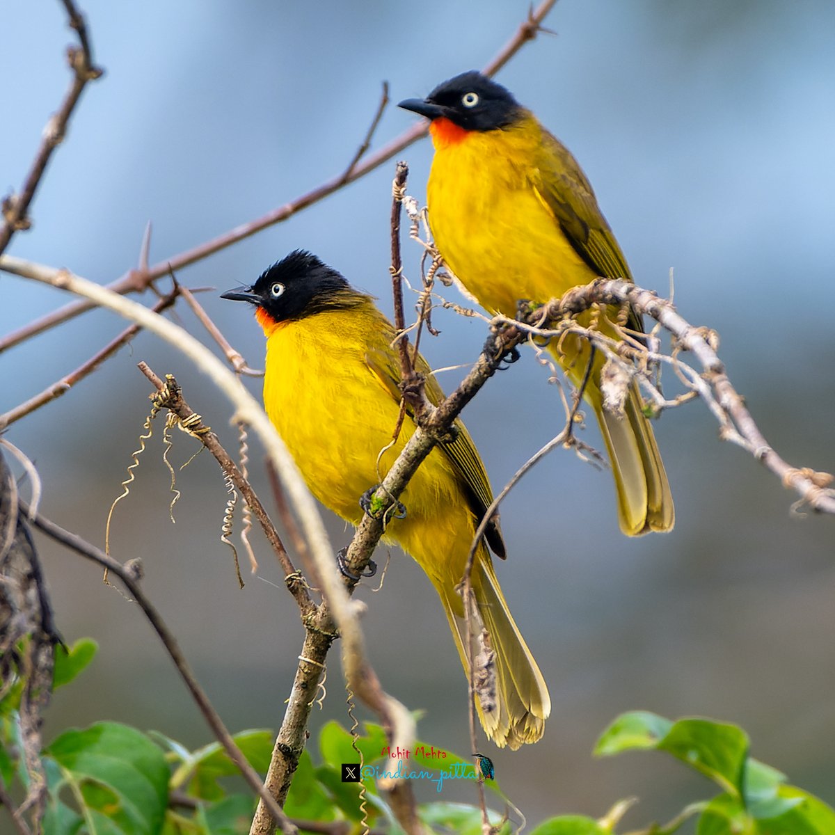 Drop your pairs for #twosday Tuesday !!

Shot with Nikon Z8 and NIKKOR Z 180-600mm f/5.6-6.3 VR lens