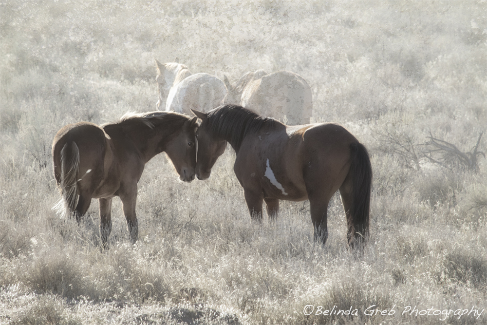These two wild horses from a South Steens band stopped to show some affection. belinda-greb.pixels.com/art/nuzzling
#photography