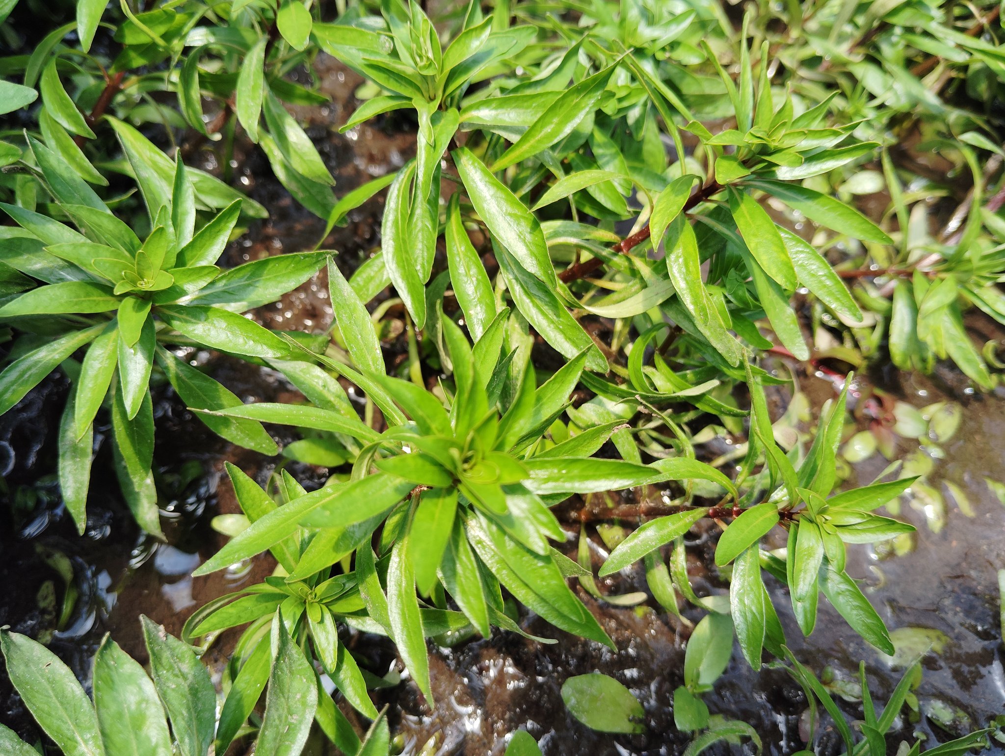 水草 Ayumi Adidas Adizero Aruku GS Silver Metallic / Rich Mauve - Jun