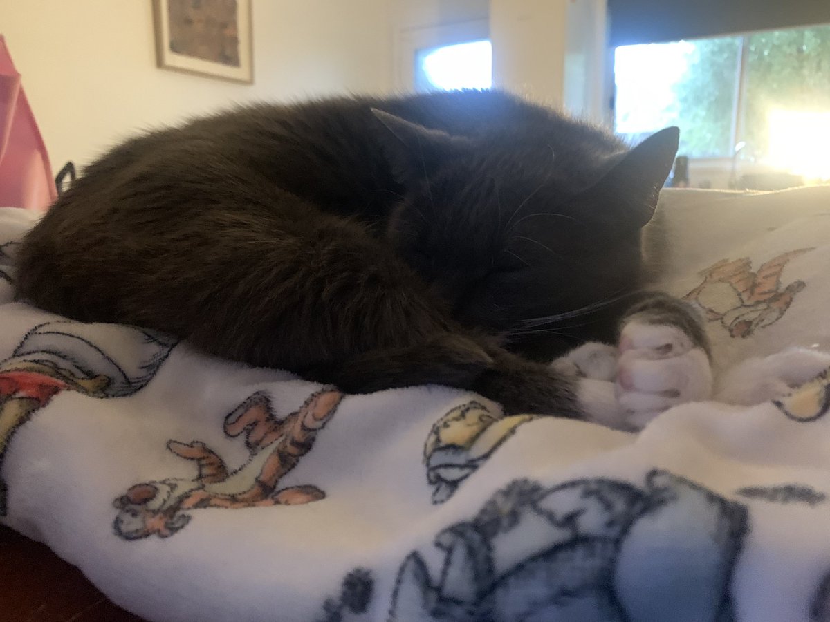Neko tweet media