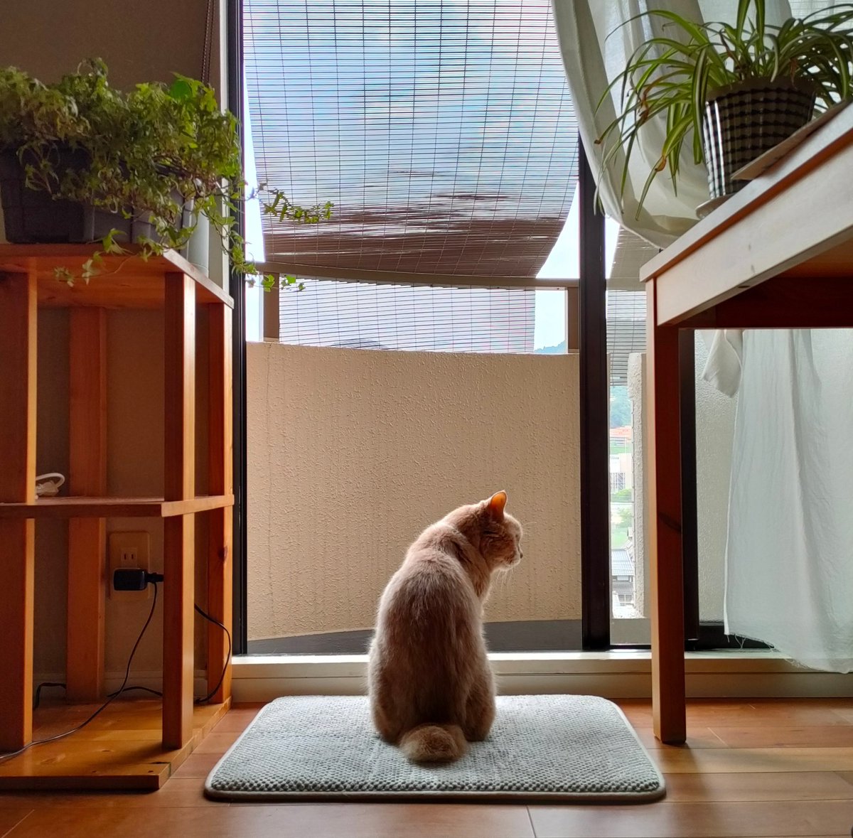 燃えるゴミや掃除の時間が減り
ホムセンで何のフードがいいのか
もう悩む事も無く
外出から慌てて帰る必要も無い

長風呂も朝寝坊もできるのに
自分の時間がこんなに増えたというのに
なんてつまらない日常なんだろう

君の居ない生活は
なんて無表情なんだろう