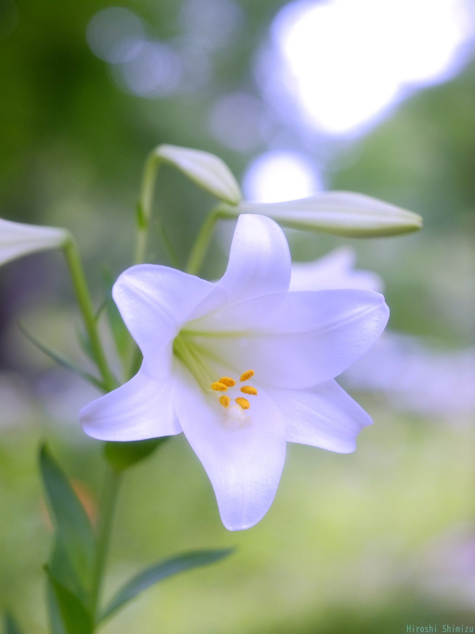 xxx7s.gm | . 💠💠💠紫陽花街道💠💠💠 . . . 霧に包まれた紫陽花