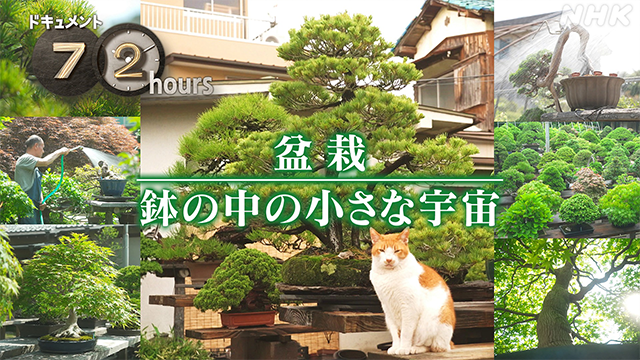 📺#ドキュメント72時間 盆栽 鉢の中の小さな宇宙🪴 #NHKオンデマンド
