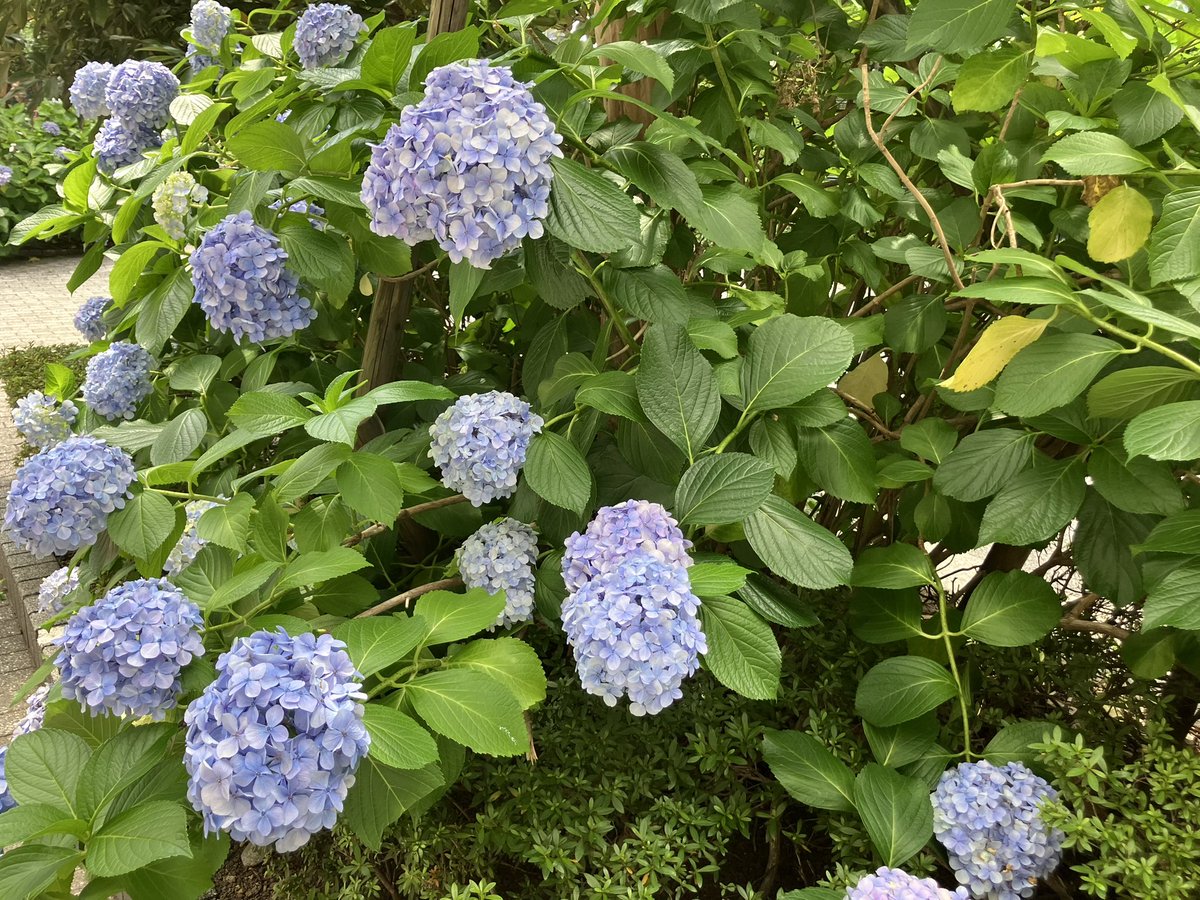 夏、暑いの苦手だけどお気に入りのブロックプリントのワンピースを着られることが嬉しくてうきうきしてしまった！！1年ぶり！