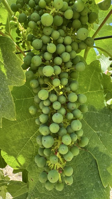 zinmaker's tweet image. Notes from the Vineyard mikesterling.substack.com/p/puffing-up