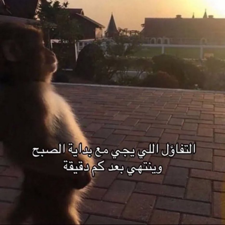 كل يوم صورة معبرة (@memesoficiial) on Twitter photo 