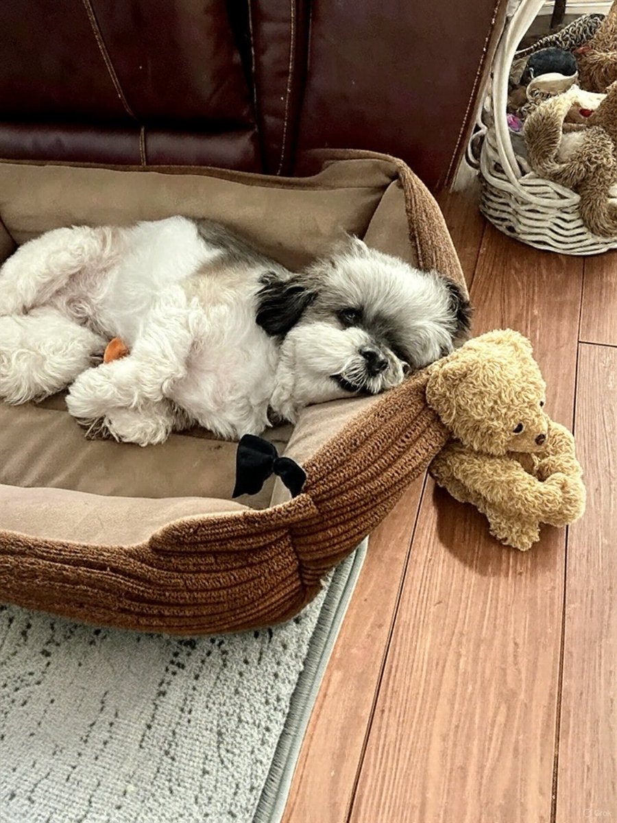 My Jojobeans is in his bed all cozy.