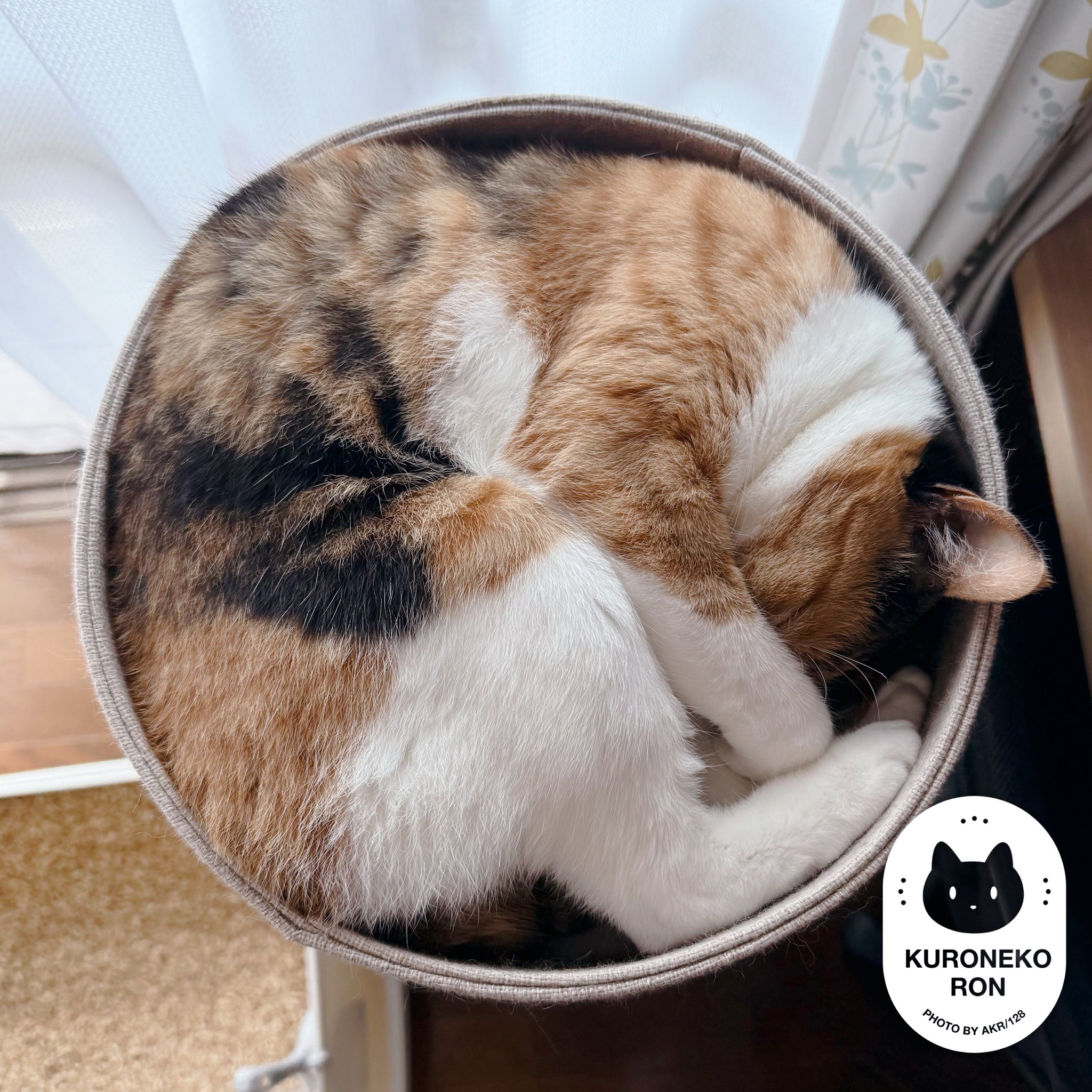 くろねこ☆ 最短即日出荷]<新色追加>くろねこスニーカー[24年2月下旬予約