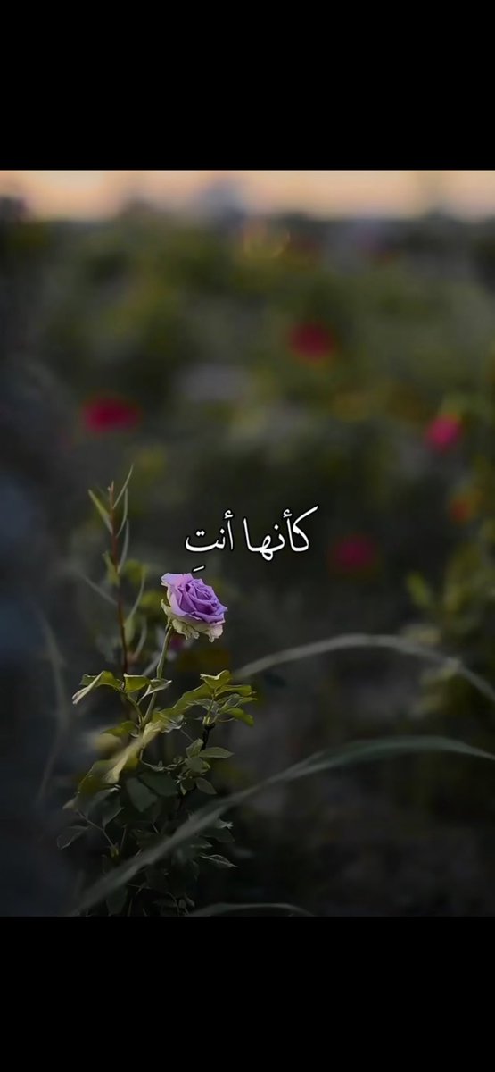 🌸 صباح الورد 🌸