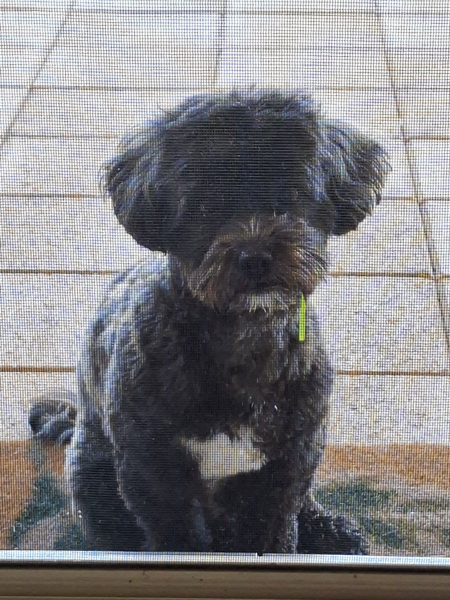 Milo swears he wasn't eating the grass.