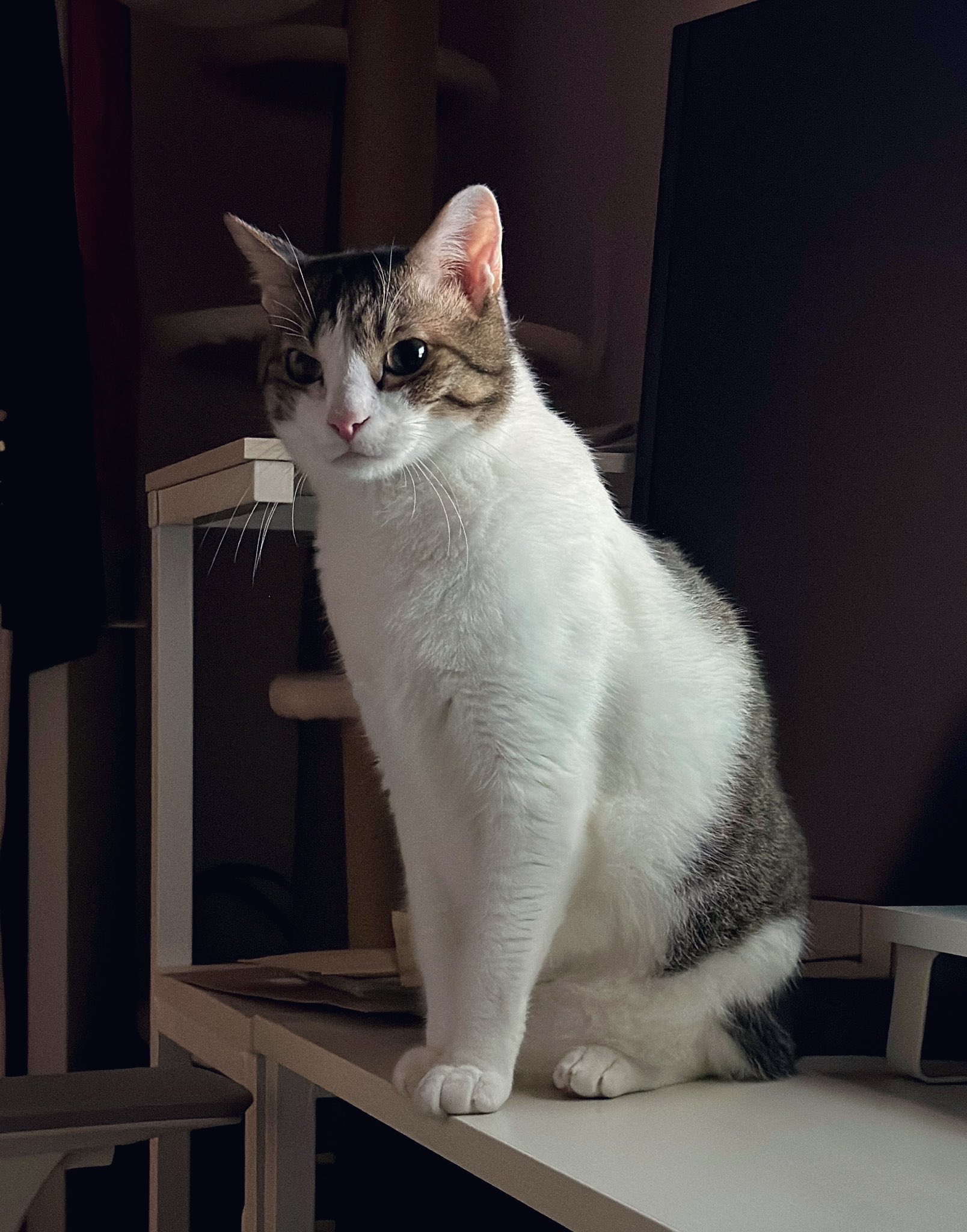 😼✨✨✨😽💕