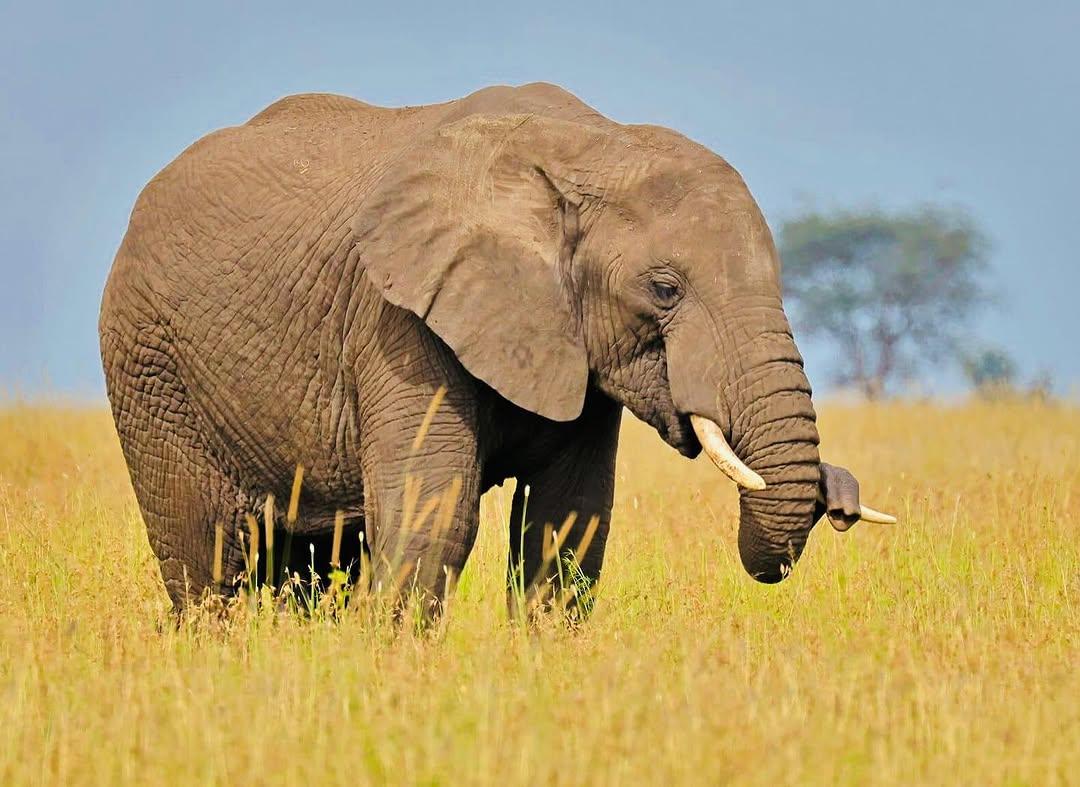 Je, unajua? 🤔🐘
Tembo wana uwezo wa kusikia mvua ikinyesha kutoka umbali wa zaidi ya maili 150 (zaidi ya KM 240)! 🌧️
Hii ni kwa sababu ya uwezo wao wa kipekee wa kusikia sauti za chini kabisa zinazotolewa na dhoruba, zinazopita ardhini.
#ElimikaWikiendi