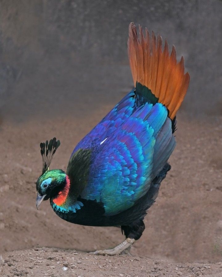 Western Ghats of India and some parts of Sri Lanka, typically inhabiting dense evergreen forests. They’re often quiet and reclusive.
#birds color wild world