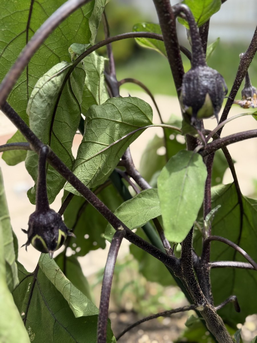 izutsuyo1's tweet photo. 本日の収穫分です♪
#きゅうり 
#いんげん 
#家庭菜園 https://t.co/RyM987qwHR