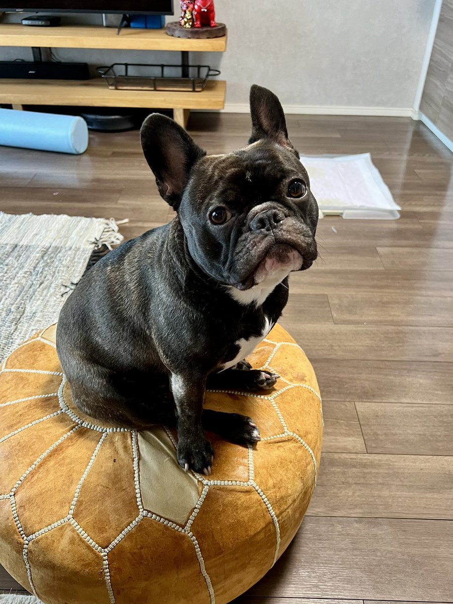 ほたる｜French Bulldog🐾 tweet media