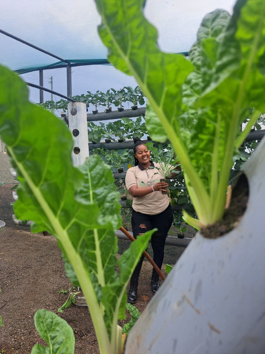Growing more on small spaces using less water - Vertical hydroponic farming by AgriPlant Kenya. Get yours too! 0768650874
#IranIsraelConflict #FAO #SDGs #hydroponics #Urbanfarming