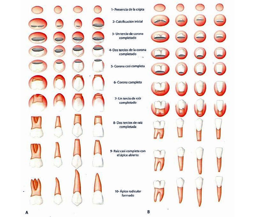 🌐 Enlace: odontovida.com/2022/03/estadi…

✅ Estadio de Nolla como método para determinar la edad dental y cronológica

El estadio de Nolla es de gran utilidad para determinar la edad dental y cronológica, para ello se necesita una radiografía panorámica y conocer las características