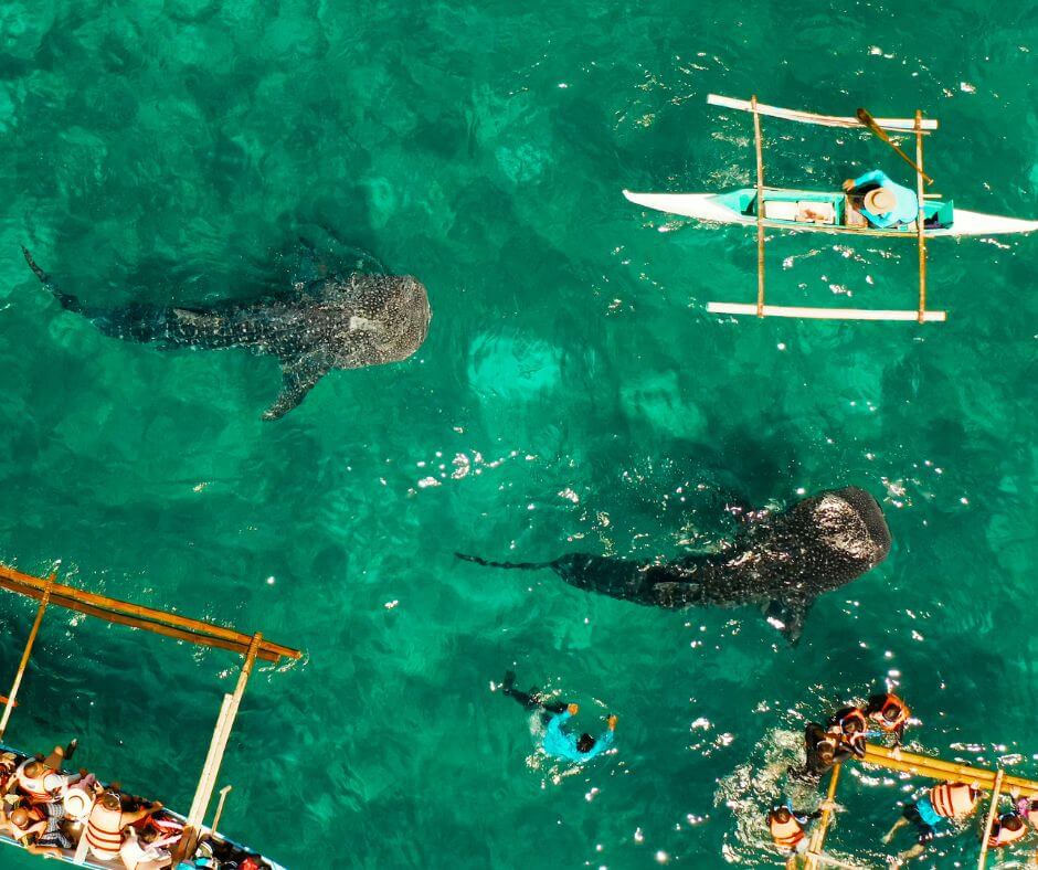 KGMResorts's tweet image. Catch the waves with the whale sharks in Donsol! This unique experience is a rare encounter with these gentle giants. Learn how to plan your trip: kgmresorts.com/post/whale-sha… #WhaleSharks #Donsol #MarineAdventure #FindingUtopia #KGMResorts