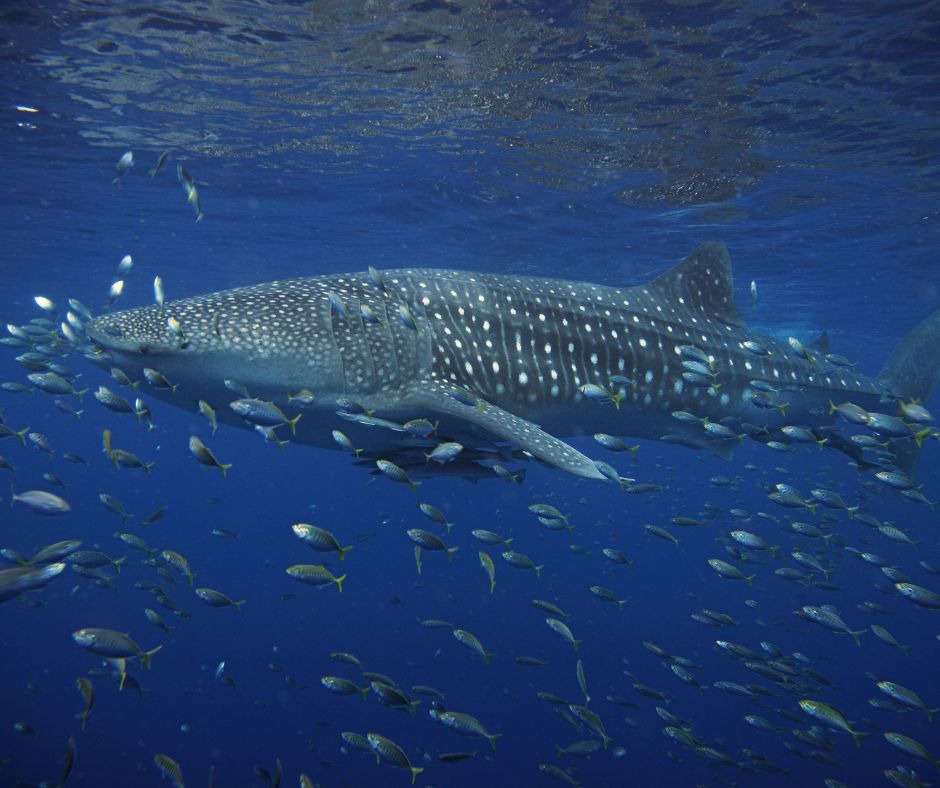 KGMResorts's tweet image. Catch the waves with the whale sharks in Donsol! This unique experience is a rare encounter with these gentle giants. Learn how to plan your trip: kgmresorts.com/post/whale-sha… #WhaleSharks #Donsol #MarineAdventure #FindingUtopia #KGMResorts