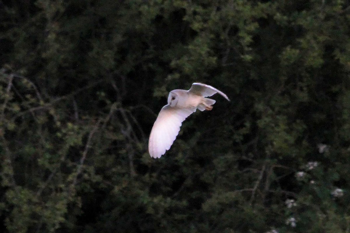 MrSteveyJames's tweet image. A few more photos of the Barn Owl I've been out watching hunting in the late evening #Chesterfield #Derbyshire #TwitterNatureCommunity #TwitterNaturePhotography @Derbyshirebirds @DerbysWildlife @NatureUK @BBCSpringwatch @shefbirdstudy @Natures_Voice