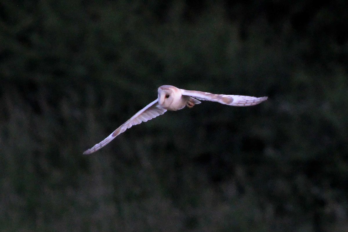 MrSteveyJames's tweet image. A few more photos of the Barn Owl I've been out watching hunting in the late evening #Chesterfield #Derbyshire #TwitterNatureCommunity #TwitterNaturePhotography @Derbyshirebirds @DerbysWildlife @NatureUK @BBCSpringwatch @shefbirdstudy @Natures_Voice