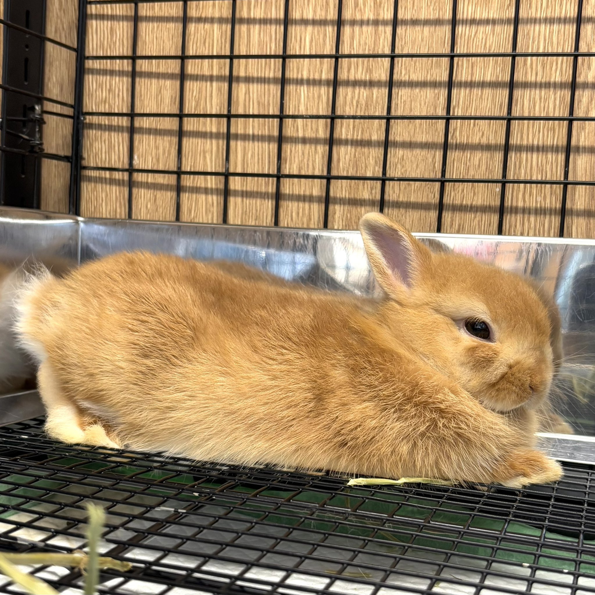 楽天市場】バニーズバイザベイ bunniesbythebay Wee Nibble