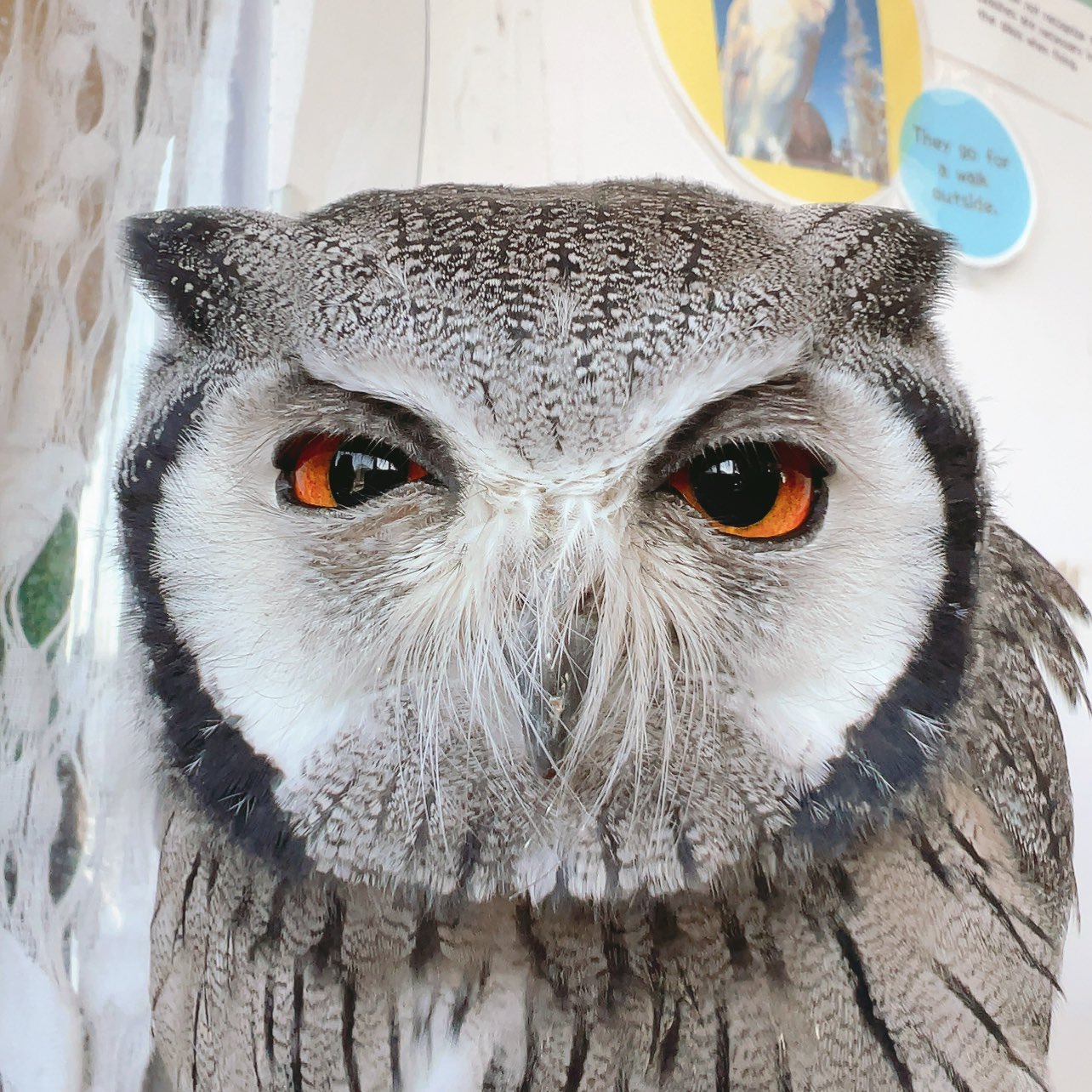 フクロウとばあちゃん】「今日も1日ご苦労さん」82歳ばあちゃん