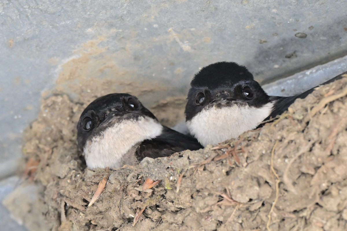 空 (@haru_690502) on Twitter photo 