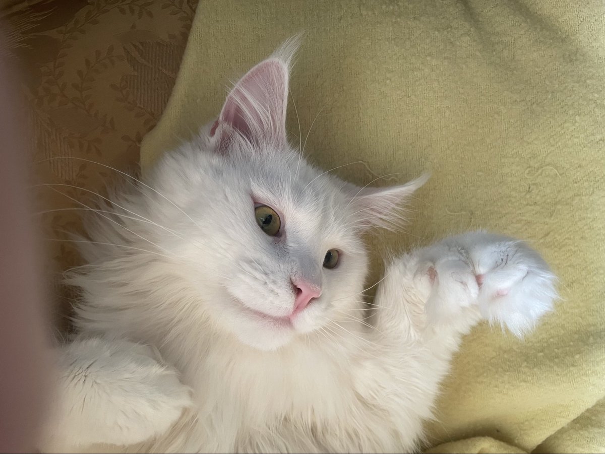 pepesgrandma's tweet image. Nothing is happening. 😔 Love you all, bye! 🤗
I’ll stop in to say hi in a month or so.
This is my baby kitten girl, Angel.
