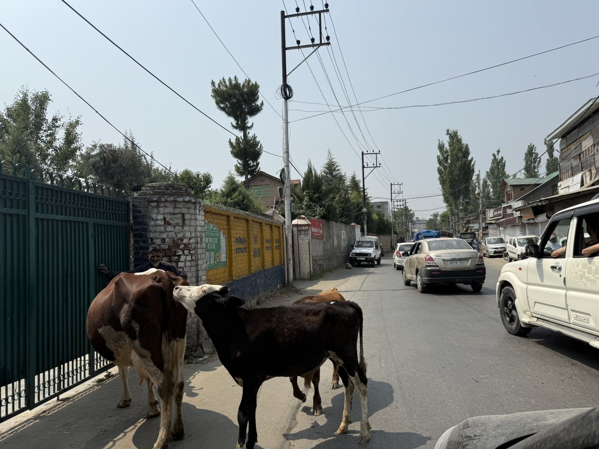 Good morning, <a href="/SMC_Srinagar/">Srinagar Municipal Corporation</a> your “Smart City” is a mess Safaiwalas work with no tools, low pay, and zero job security. Streets are filthy, dumping sites overflow, stray dogs and cows roam free. Tourists are arriving. This isn’t smart, it’s neglect FYI <a href="/CM_JnK/">Office of Chief Minister, J&K</a>