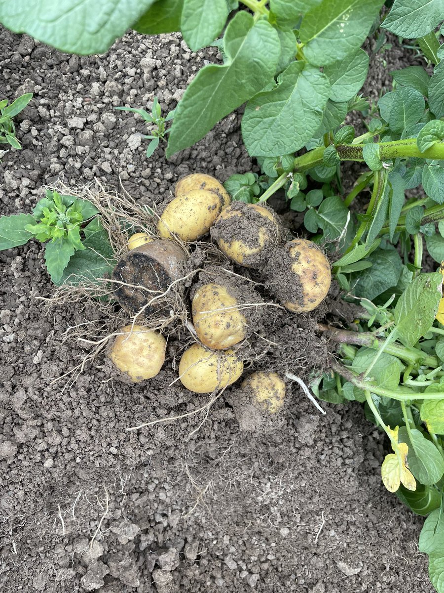 Tussen het beregenen door de gewassen gezond houden😃