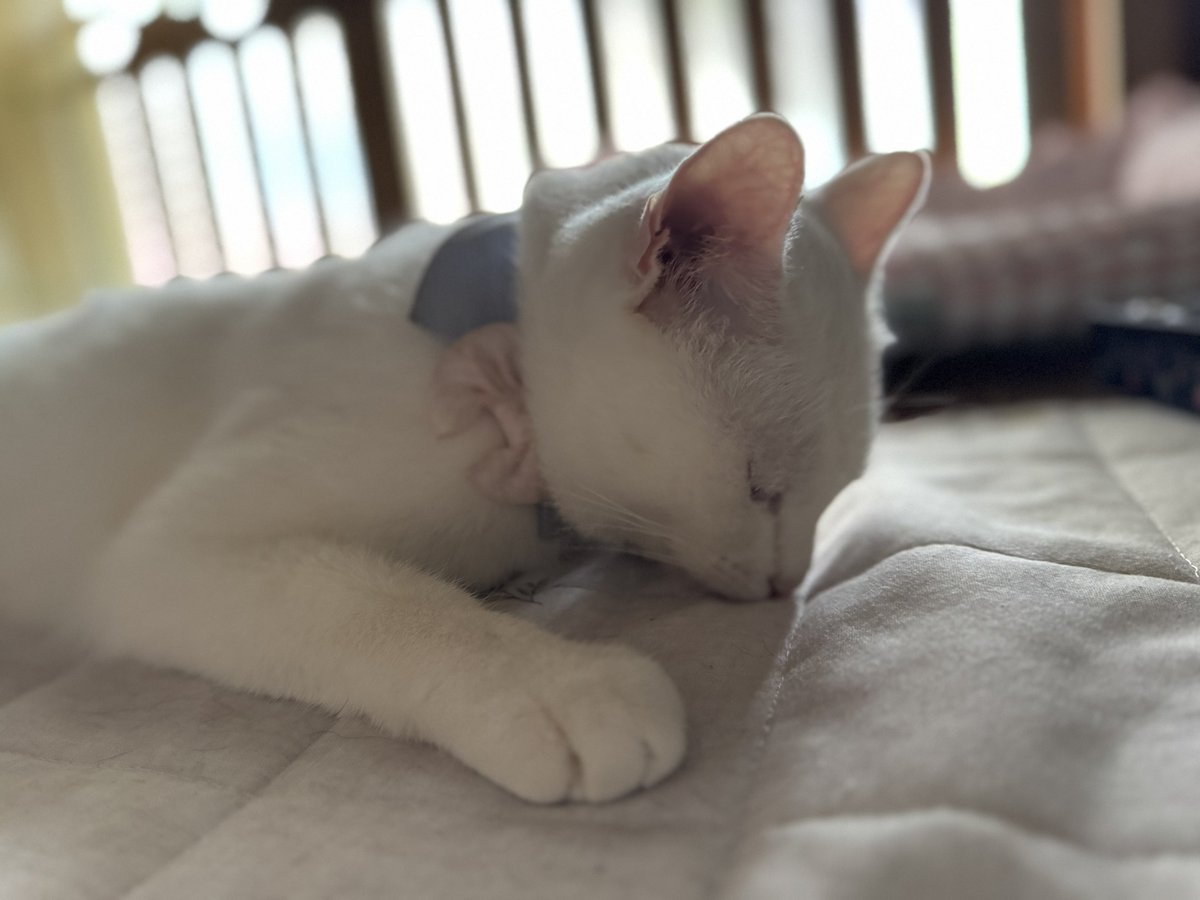 ribbon_____chan's tweet photo. 転がってる飼い主の隣にいてくれてます。

 #白猫 https://t.co/6L2COkgPsh