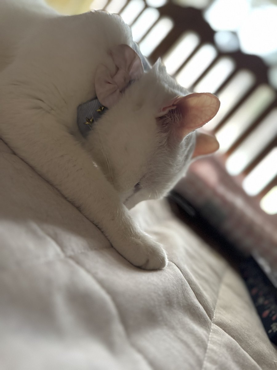 ribbon_____chan's tweet photo. 転がってる飼い主の隣にいてくれてます。

 #白猫 https://t.co/6L2COkgPsh