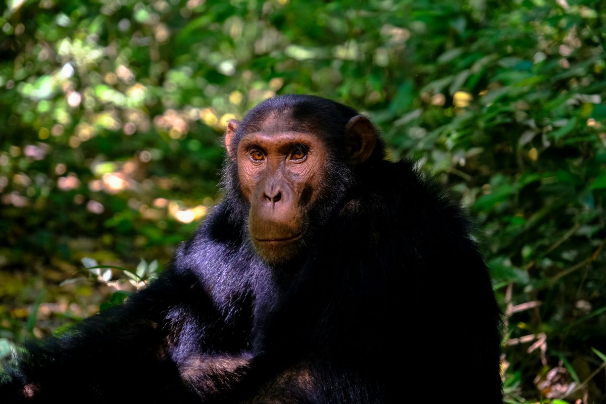 Track chimps in stunning gorge! Meet fascinating primates. Start your primate adventure: queenelizabethnationalparkuganda.com #queenelizabethparkiuganda #queenelizabethnationalparksafari #queenelizabethpark