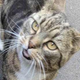 (Amanda)
I can't believe how all the humans are talking about the weather! 
Some of them love how hot it is but others (like Betty) don't like it at all.
I'm not really bothered by it. 
Sometimes I wish I didn't have such a thick coat but there's no point in worrying about it.