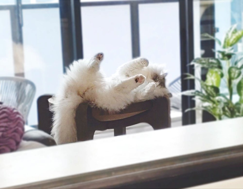 たわくんの寝相は毎日の癒しと笑い🐱