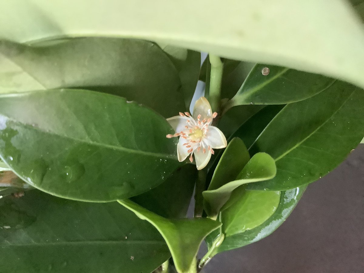 asconpeito's tweet image. 夏至の日に
#榊の花