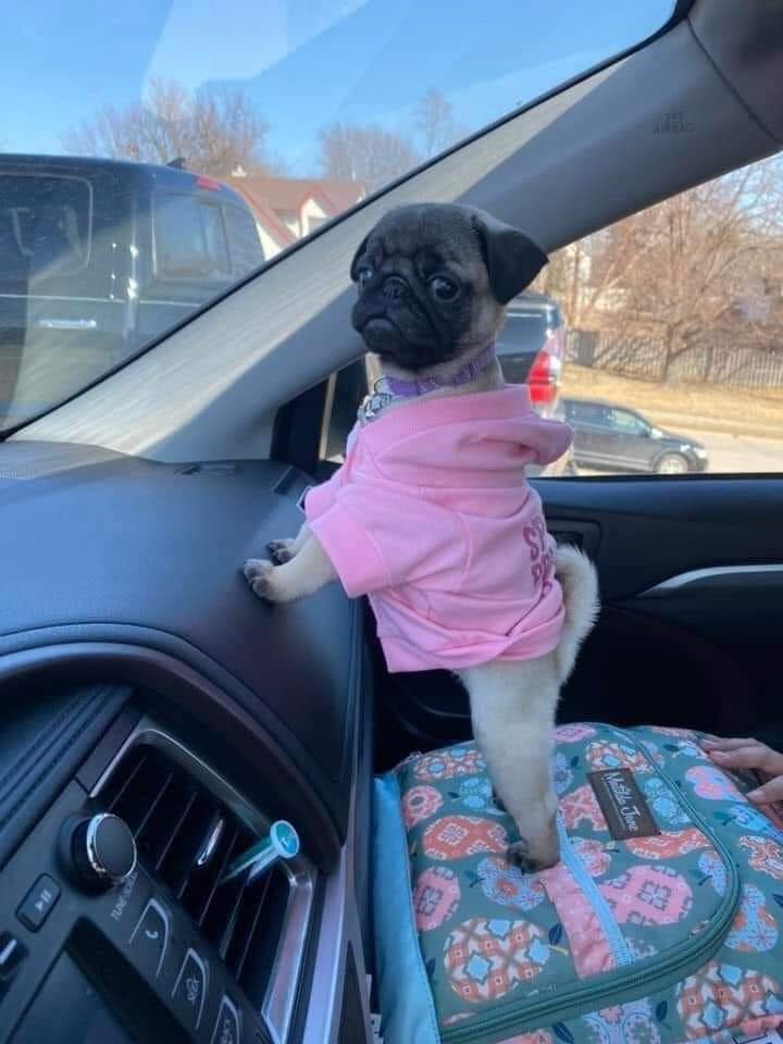 "I went to a pet store to buy food for my cat. There I saw this baby with a sticker on the cage that was not for sale due to illness... They told me that he was having epileptic fits and they are waiting to see where they take him... Without hesitation I told them I want to!!!!
I