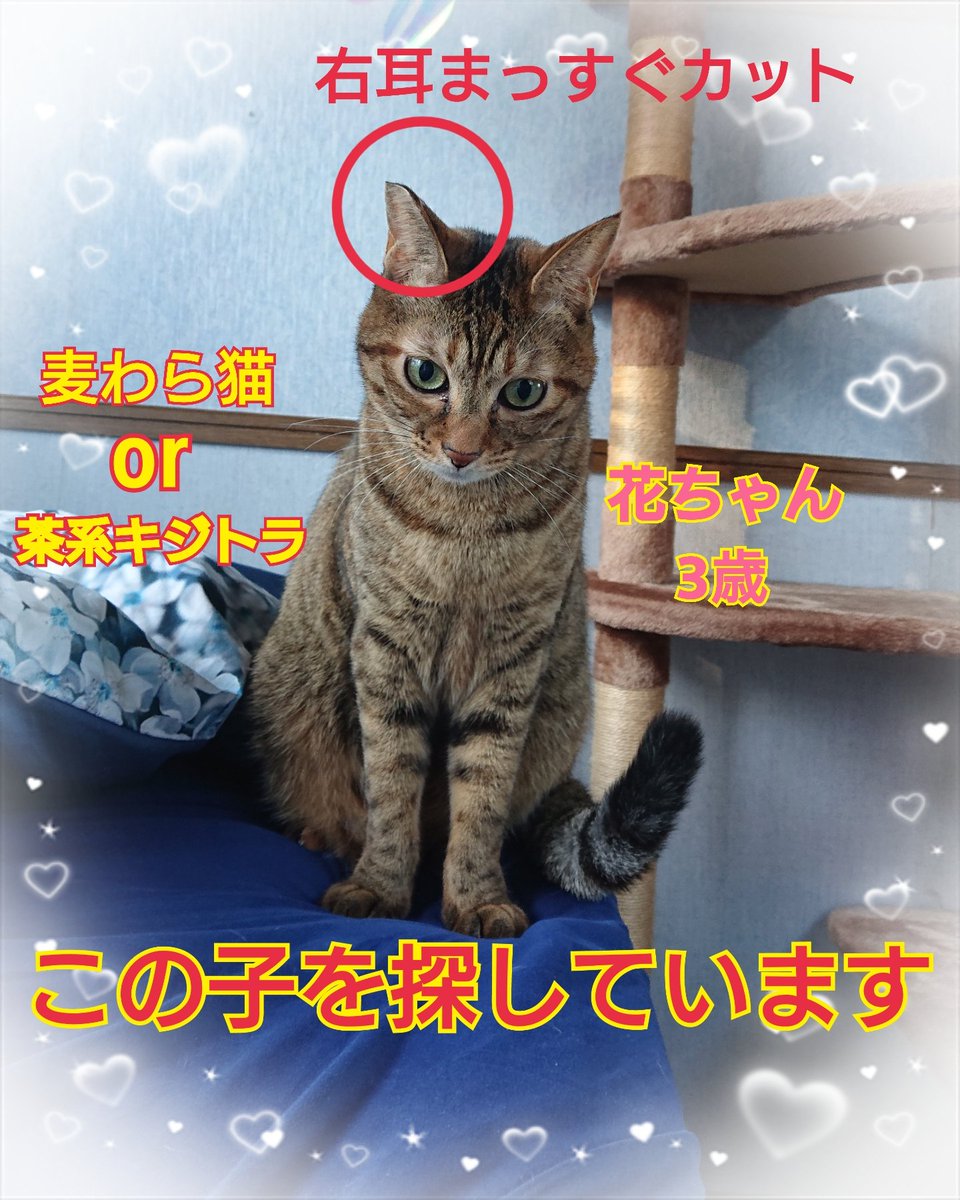 猫を探しています。花ちゃん3歳。身体は明るい茶色の毛並みですが尻尾だけグレー×黒色の縞々模様です。すごく長いです。2024年4月11日横浜市金沢区富岡東の自宅から私の不注意で外に出てしまい行方不明のままです。
#猫を探しています 
#拡散希望 
#リポストお願いします 
#横浜市金沢区