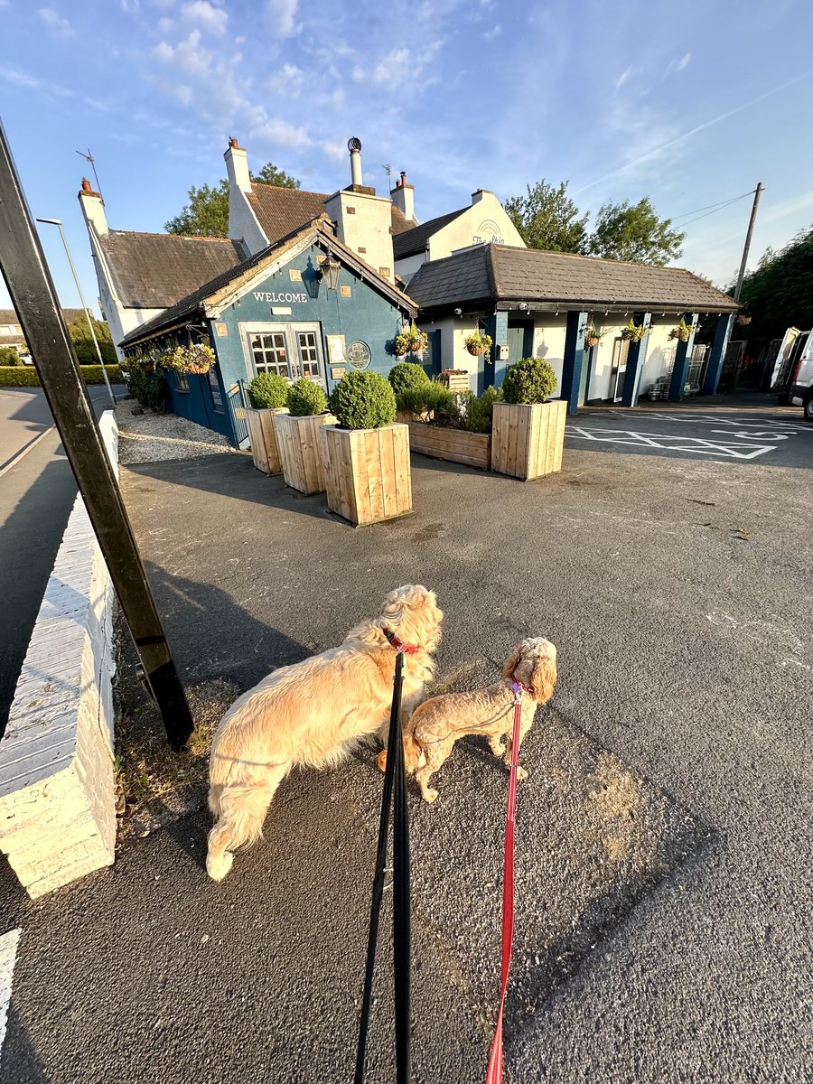 IanGee19's tweet photo. A lovely start to the day in #Redmarshall with blue skies & sunshine. Little Miss Molly, not normally a morning dog even joined Rico and I. There was no Friday visit to the pub so both were disappointed to find it closed. Well it was 6am. @ThePhotoHour @StormHour https://t.co/0Uh0JFVkvh