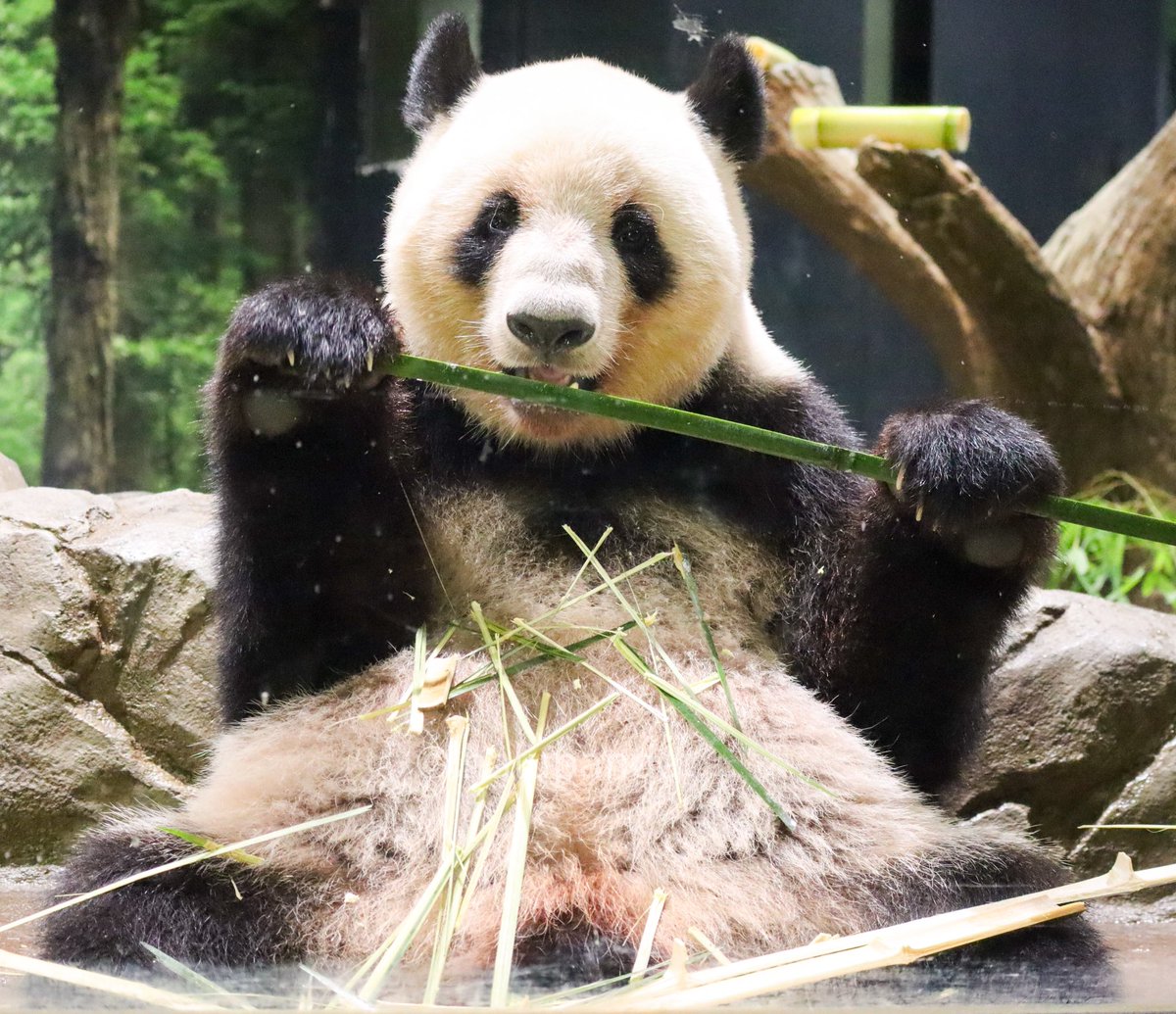 にっこりカメラ目線のレイちゃん🥰
#レイレイ #上野動物園