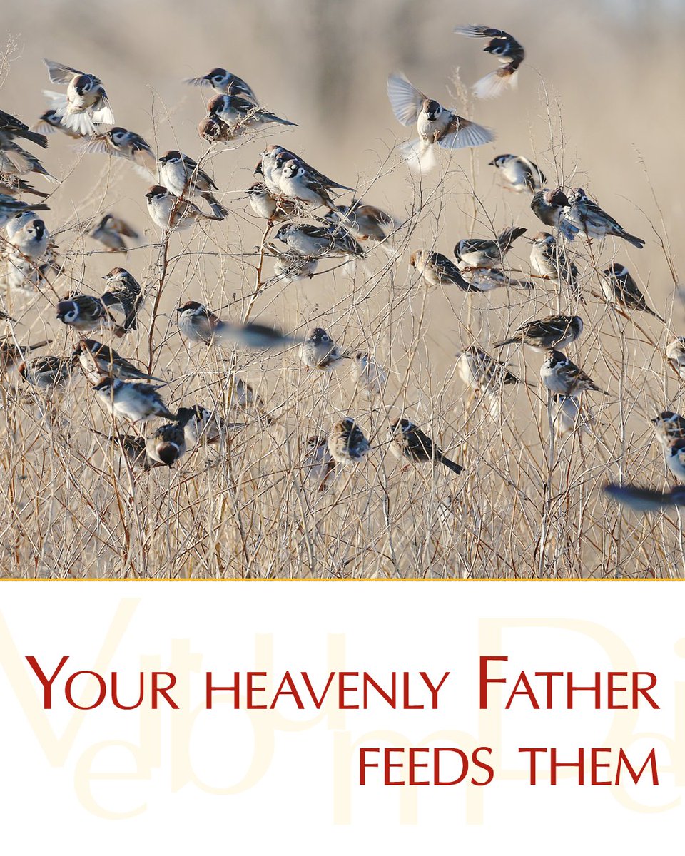 Gospel of the Day (Matthew 6,24-34)

"Look at the birds in the sky; they do not sow or reap, they gather nothing into barns, yet your heavenly Father feeds them. Are not you more important than they? Can any of you by worrying add a single moment to your life-span? Why are you