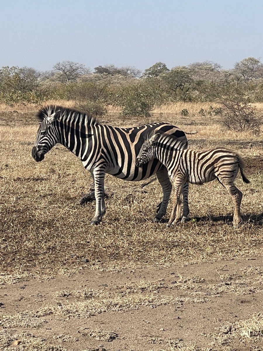 The Real KING OF THE JUNGLE tweet media