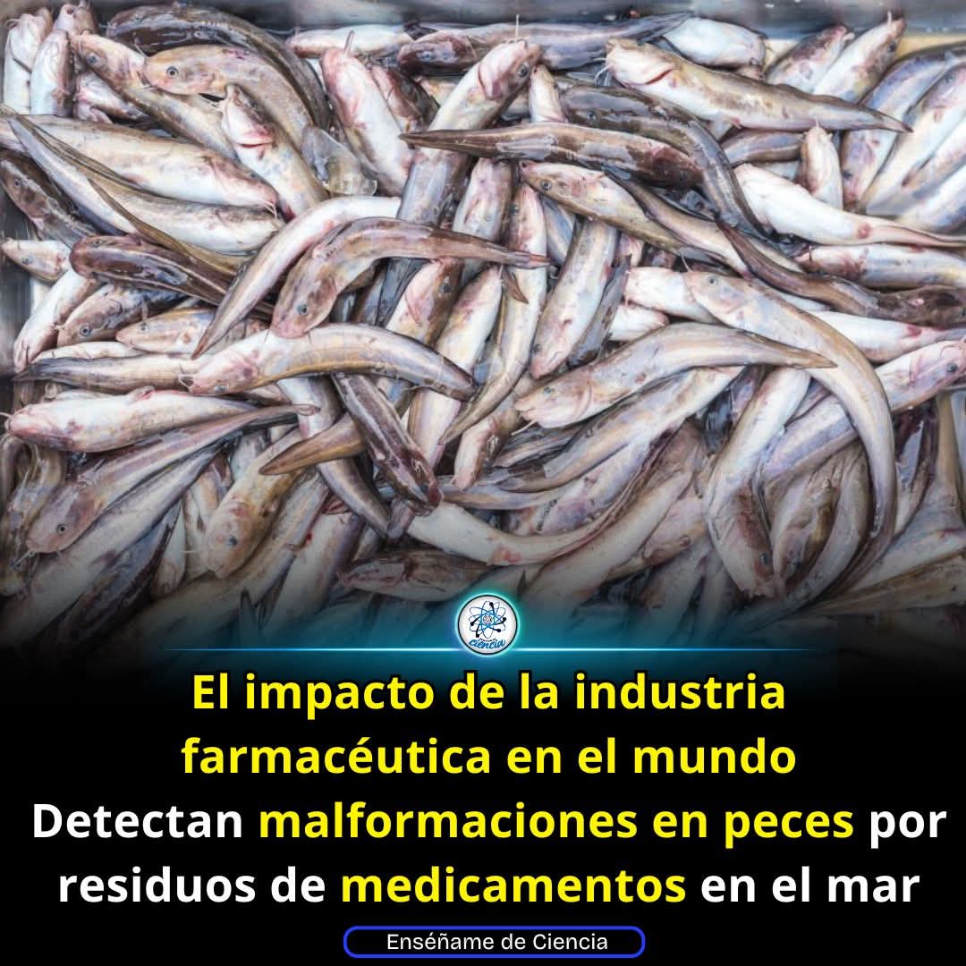 Antonio N Orellana Reyes (@protbestfriend) on Twitter photo 