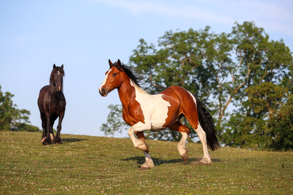 Gsxr1000UKKO's tweet image. Well, what a dilemma... he's grown into a cracking coloured cob, but he maybe too big for JoJo Owens as he's 16hh+ at 3 years old now... may have to find a suitable owner #cob #horse #3yo #coloured