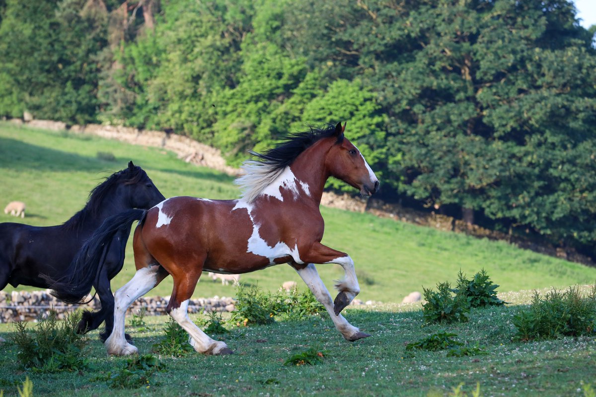 Gsxr1000UKKO's tweet image. Well, what a dilemma... he's grown into a cracking coloured cob, but he maybe too big for JoJo Owens as he's 16hh+ at 3 years old now... may have to find a suitable owner #cob #horse #3yo #coloured